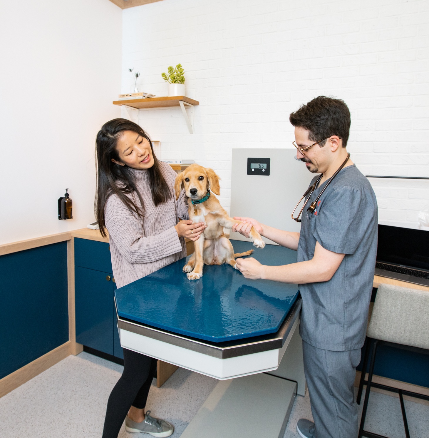 A dog is being examined by a man and woman in a medical office