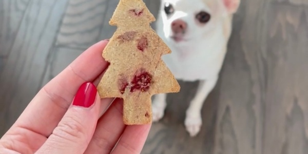 Christmas Treat Recipe: Christmas Biscuits 