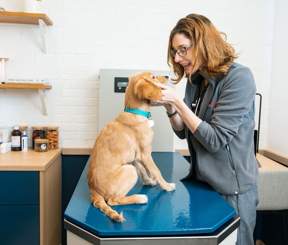urgent-care-for-pets-bond-vet