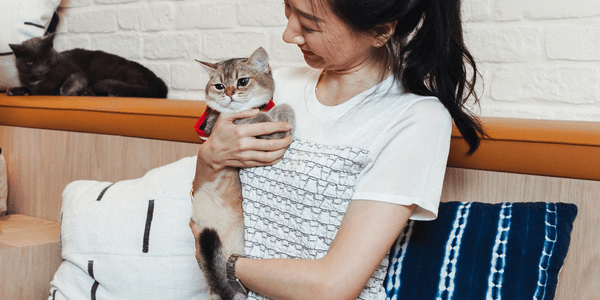 UTI in Cats: Symptoms, Diagnosis, Treatment, and Prevention