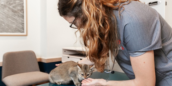 Veterinarian examining a cat on a clinic table.