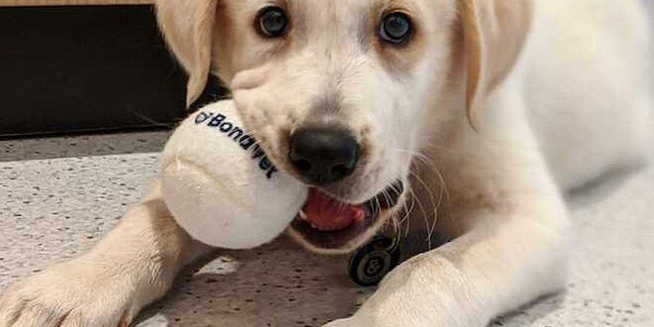 A yellow labrador puppy lying on the floor chewing a toy.