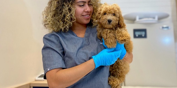 A veterinary professional holding a small dog during a checkup.