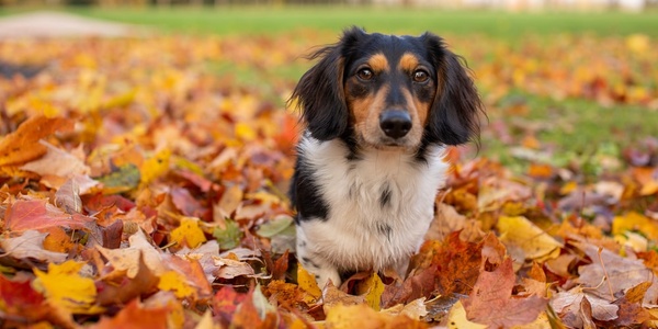 Fall Allergies in Dogs: Causes, Symptoms, and Solutions