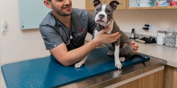 Veterinarian conducting a check-up on a young dog at a clinic.