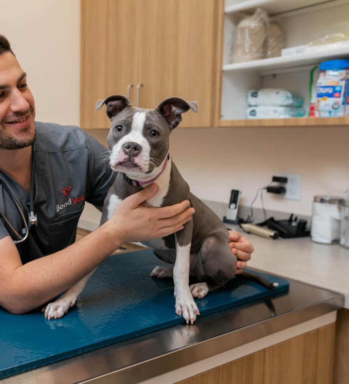 Kennel Cough in Dogs Symptoms, Treatment, and Prevention Bond Vet