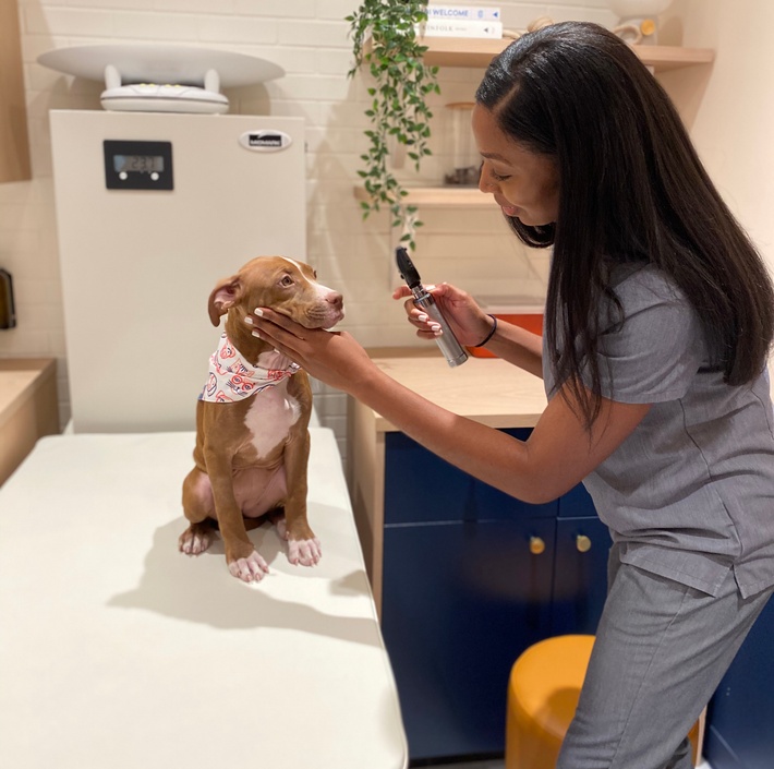 Vet Nurse examining a pup's eyes
