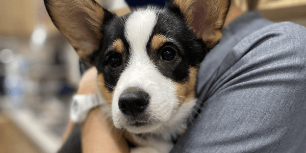 A tricolor corgi puppy being held by a person.