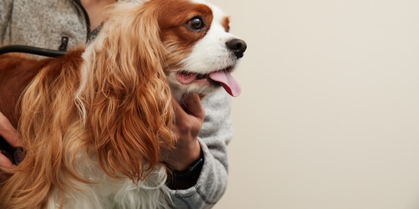 Dog Health: How to Stop a Dog From Chewing on a Wound - PetHelpful