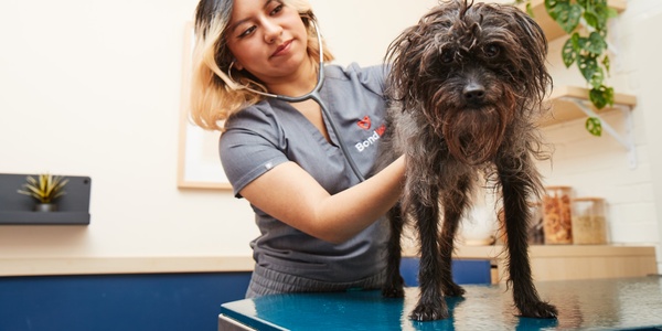 Veterinarian examining a shaggy dog on a medical table.