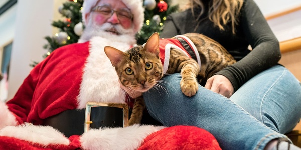 9 Christmas Tree Safety Tips for Cats and Dogs