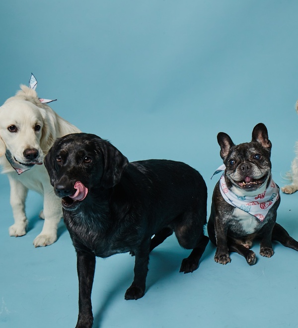 Bond Vet dogs on a blue background