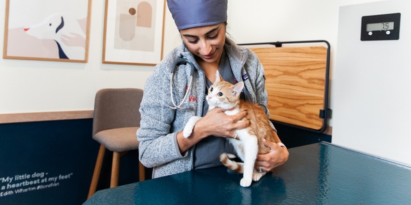 A veterinarian holding and examining an orange and white cat in a clinic.