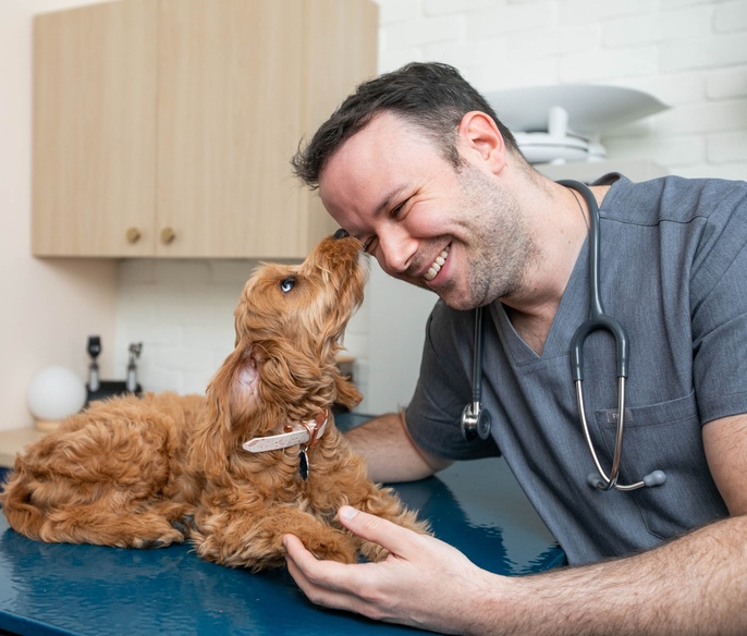 Veterinarian examining a happy puppy in Bond Vet - Logan Circle