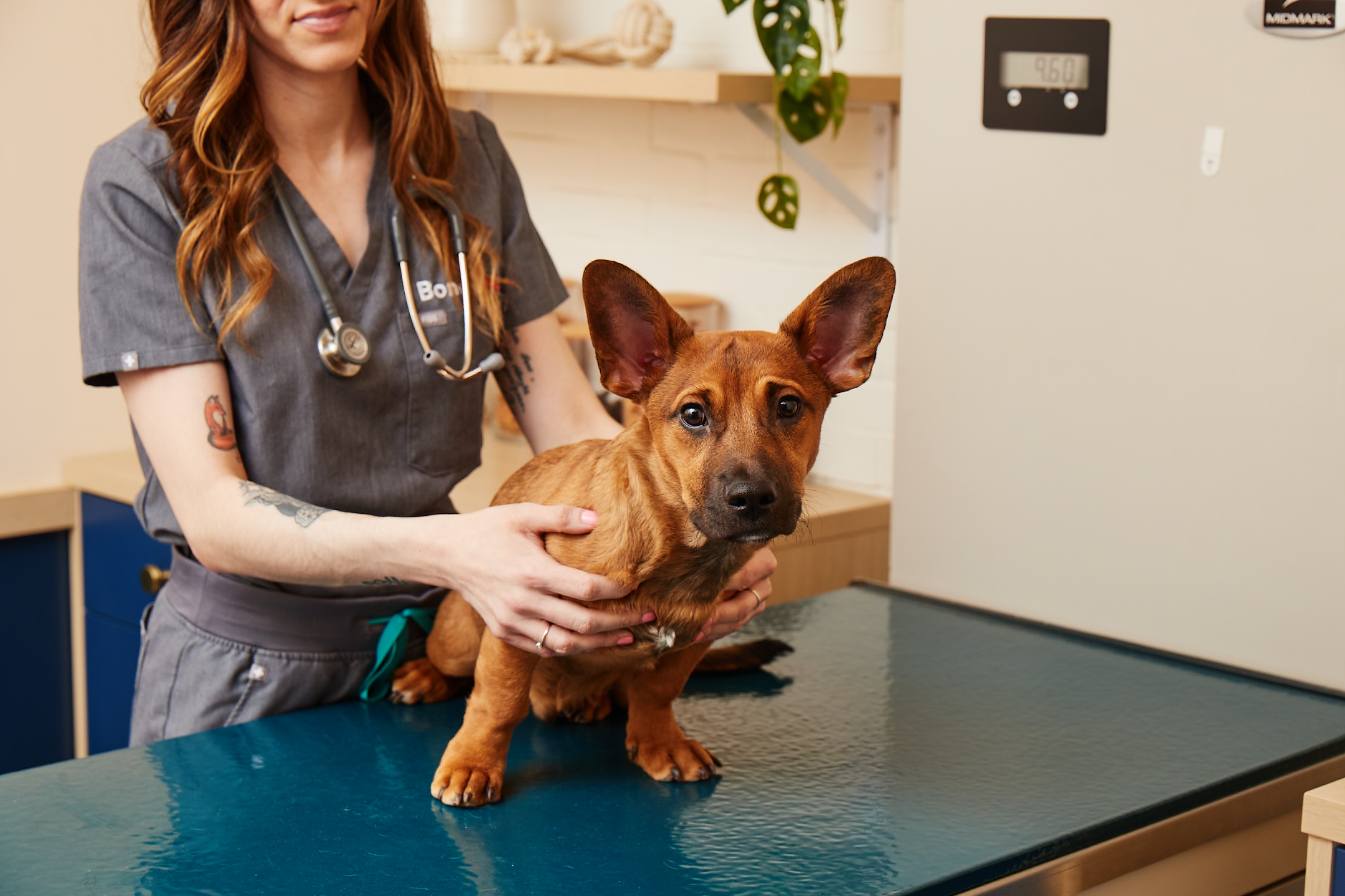 dog vomiting blood treatment
