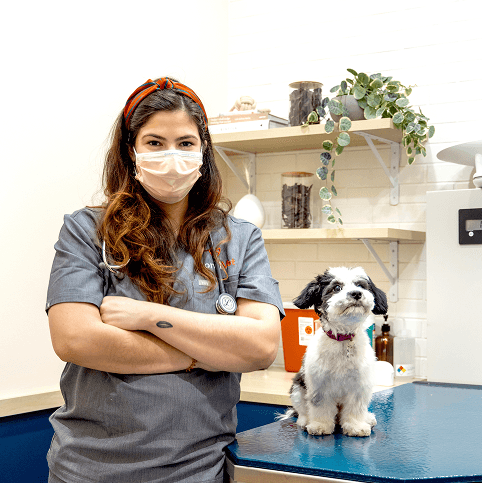 Early Career
Veterinarians