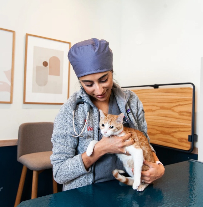 Veterinarian examining a cat