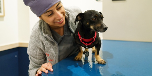 Veterinarian in scrubs smiling at a black dog with a red collar during a check-up.