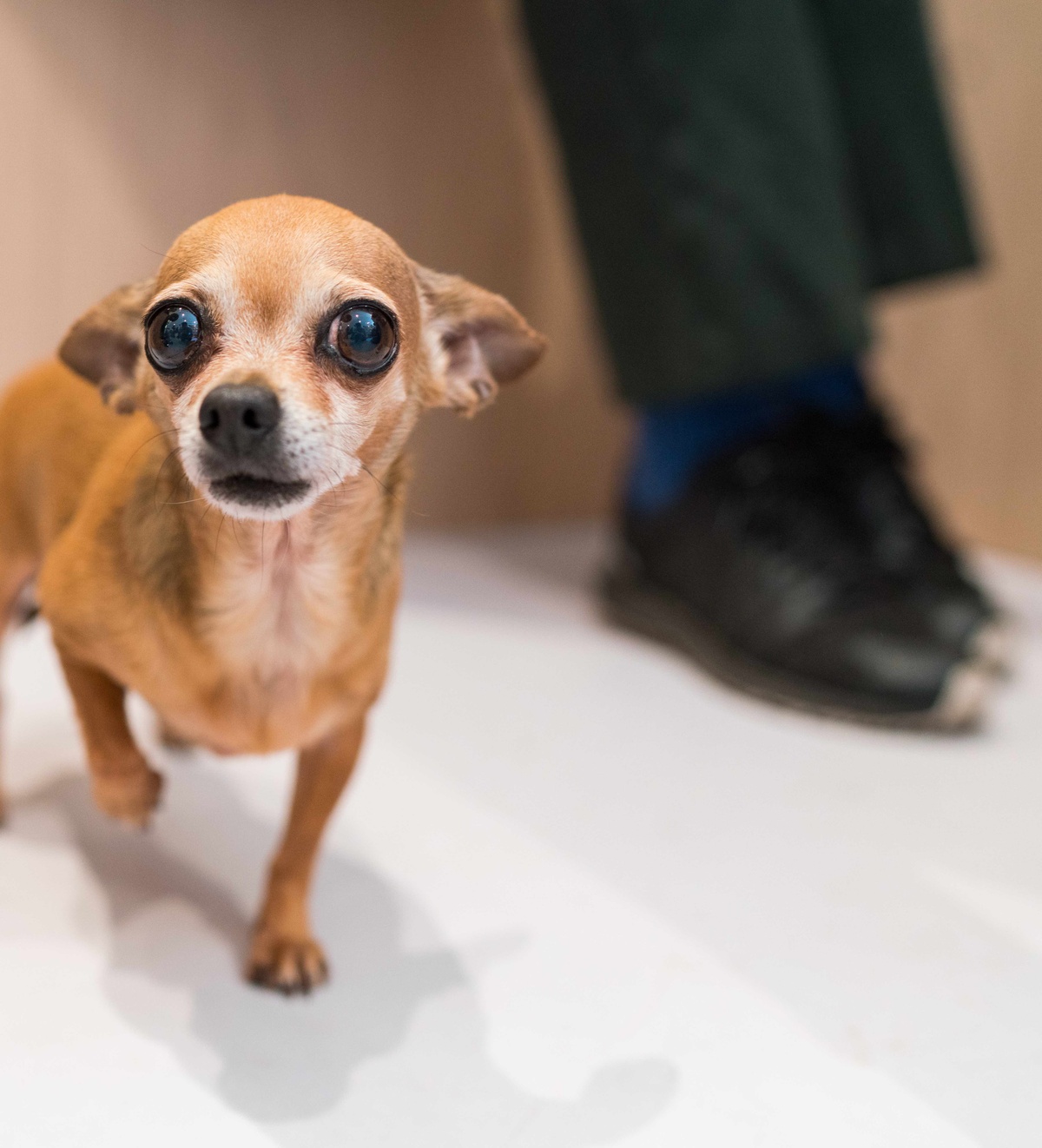 How to Train Your Dog to Use a Pee Pad Bond Vet