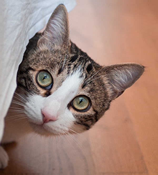 Anxiety in cats