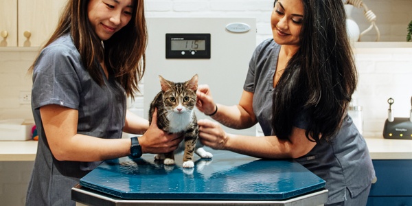Two veterinarians examining a cat on a table in a clinic.