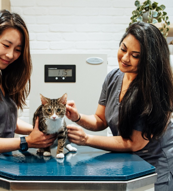 Bond Vet - Astoria cat being examined by two vets
