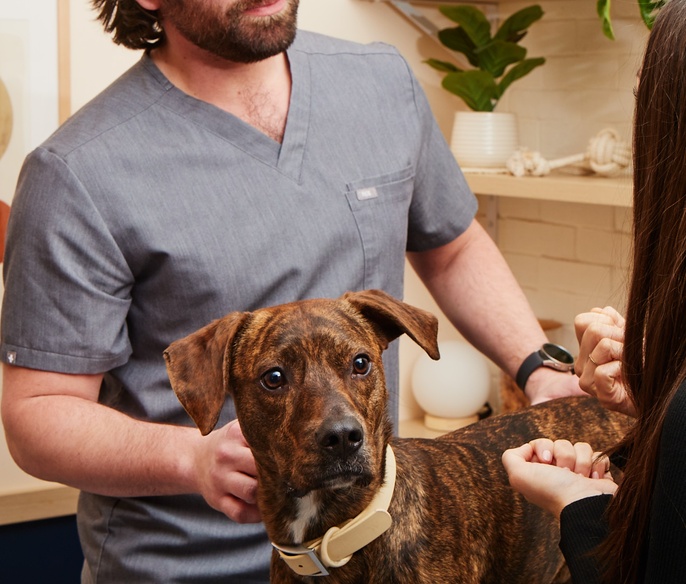 Dog with vet and pet parent